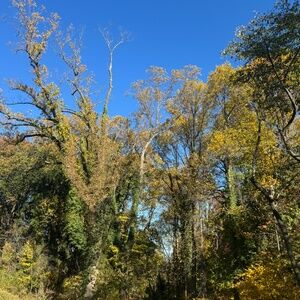 HOLIDAY SALE $15 mini scarves/handkerchiefs. BUNDLE ONLY